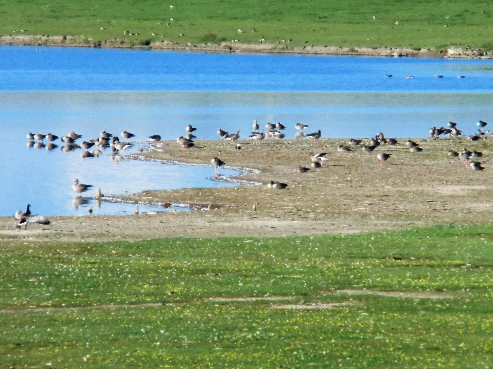 Haus Halligblick, Ferienwohnungen Am Wattenmeer, Whg Langenness Dagebüll Esterno foto