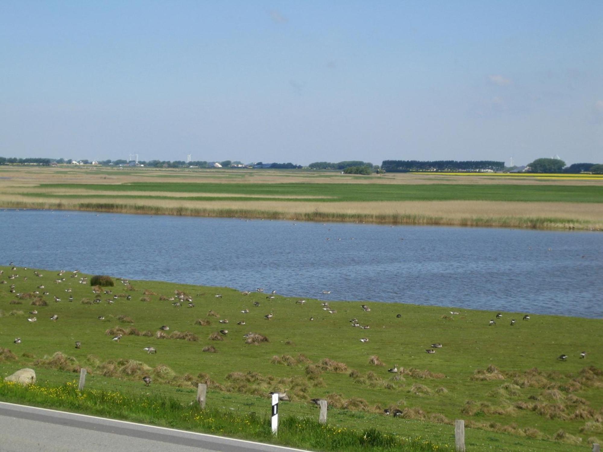 Haus Halligblick, Ferienwohnungen Am Wattenmeer, Whg Langenness Dagebüll Esterno foto