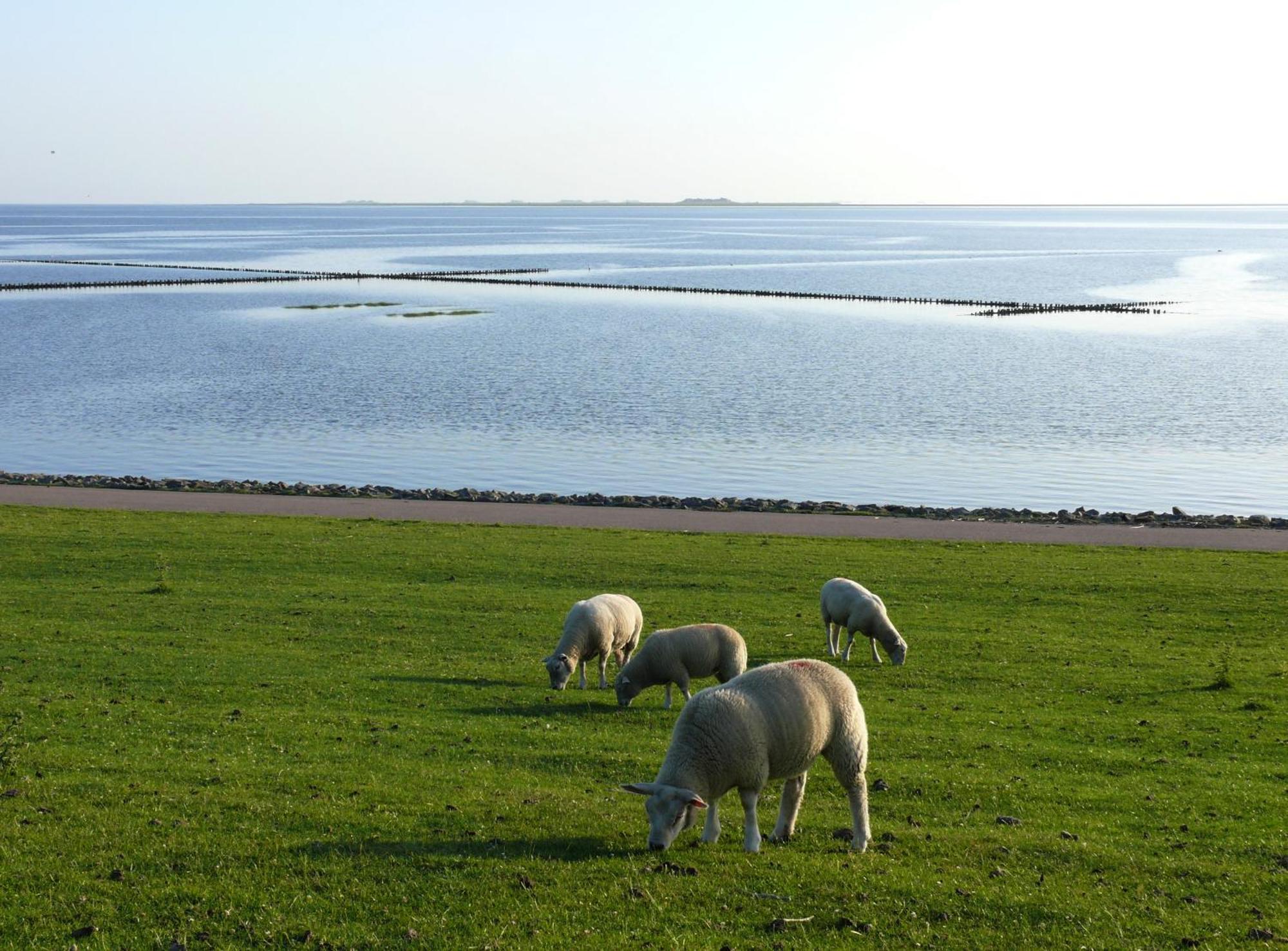 Haus Halligblick, Ferienwohnungen Am Wattenmeer, Whg Langenness Dagebüll Esterno foto