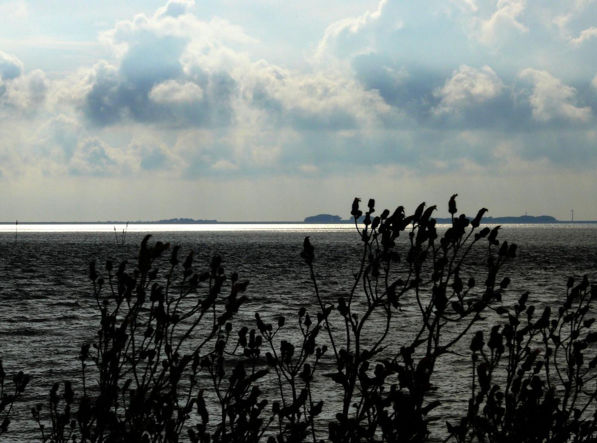 Haus Halligblick, Ferienwohnungen Am Wattenmeer, Whg Langenness Dagebüll Esterno foto