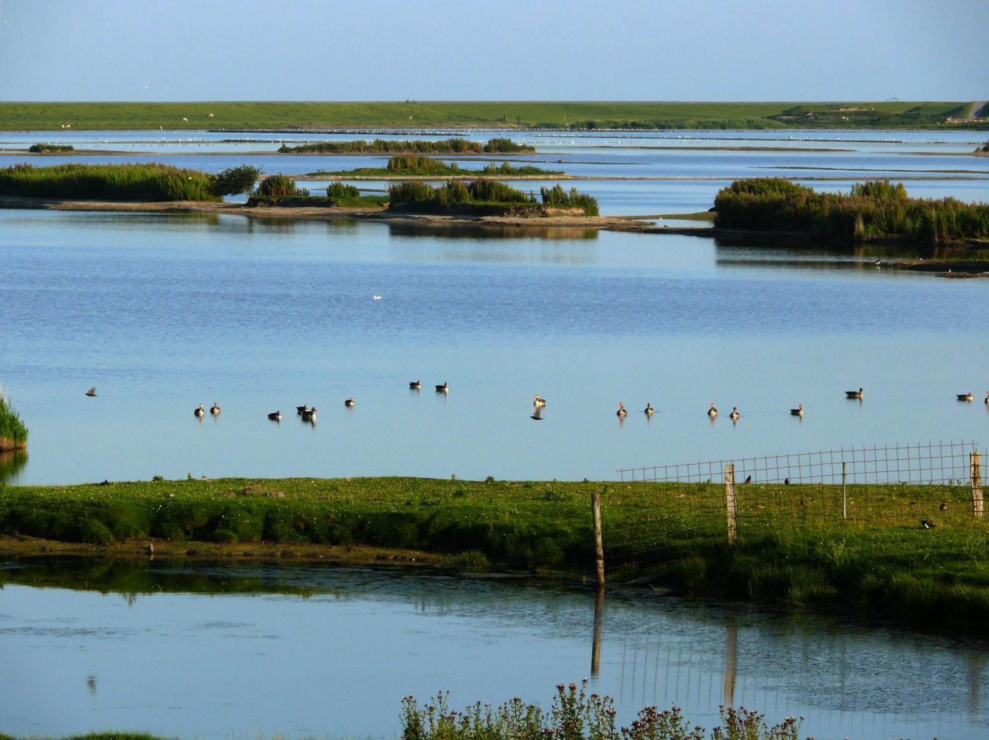 Haus Halligblick, Ferienwohnungen Am Wattenmeer, Whg Langenness Dagebüll Esterno foto